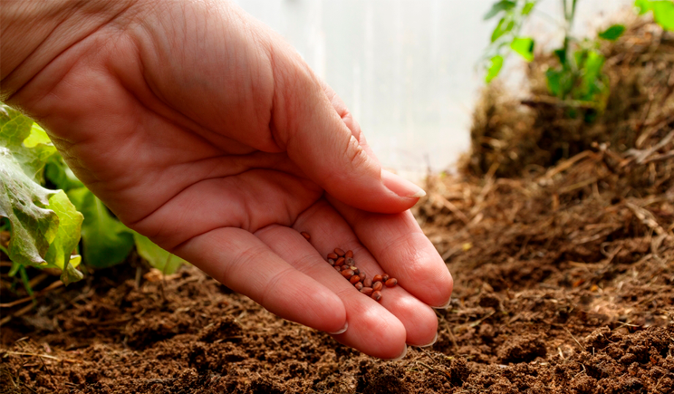 Tempo de plantar -  a estação de investir, crescer e construir o futuro